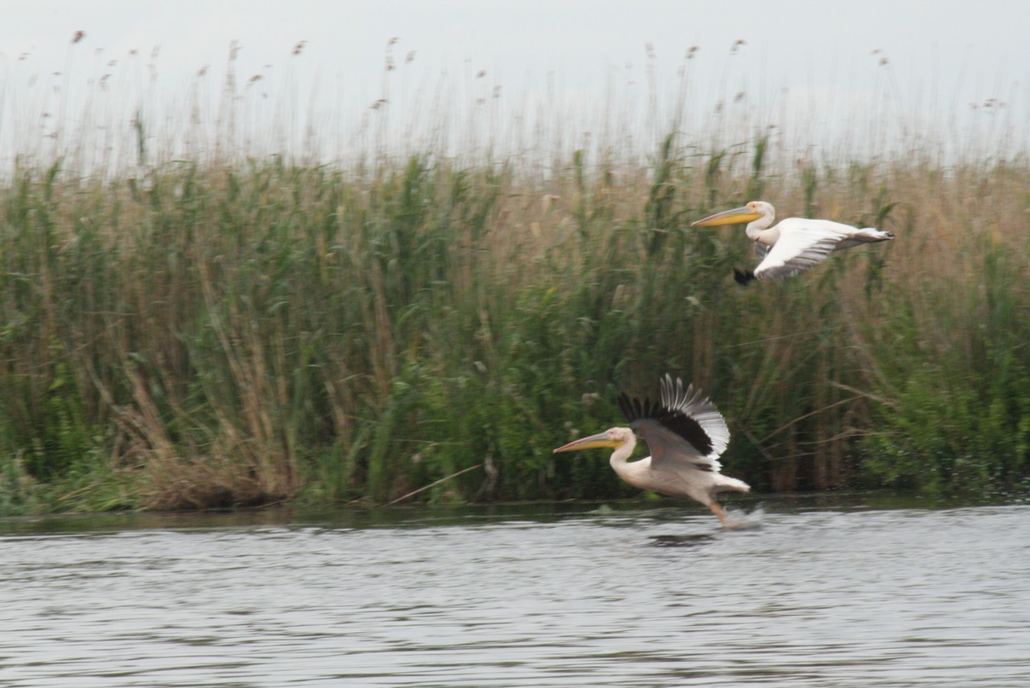 Uralub im Doanudelta: 2 Perlikane im Flug
