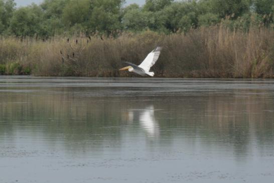 Pelikan im Donaudelta - Pelikan flach über die Donau