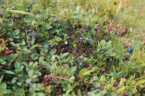 Urlaub in Borșa: Wanderung im Maramures - Im August gibt es viele Blaubeeren.