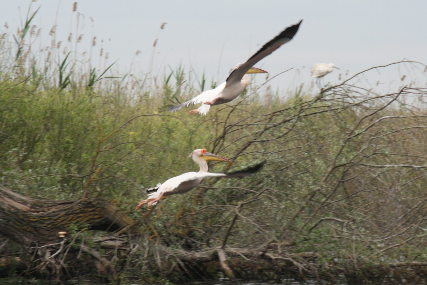 Pelikane im Donaudelta