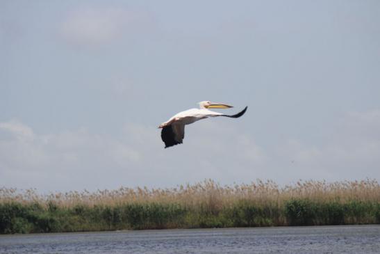 Mitten im Donaudelta: Pelikan im Flug