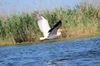 Pelikan im Flug